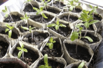 tomato_seedlings_in_pot