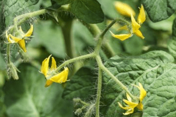 How Long Does It Take For Tomatoes To Grow? The Quick Guide