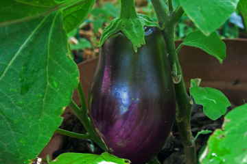 eggplant_growing
