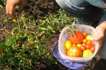 picking_tomatoes