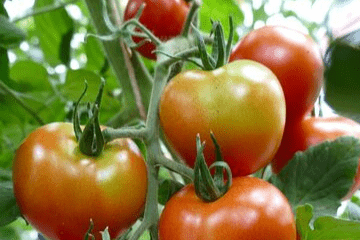 tomatoes_growing