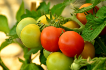 green_and_red_tomatoes_on_vine
