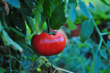 large_tomato_growing