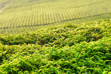 green_tea_leaves_growing