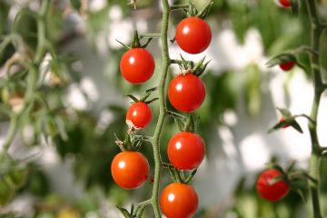 red_tomatoes_on_vine