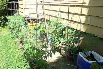 tomatoes_growing_in_the_garden