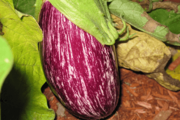nubia_eggplant