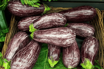 Eggplant - Wikipedia