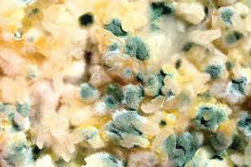 mould_from_pickling