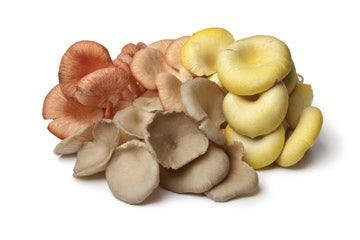 oyster_mushroom_varieties