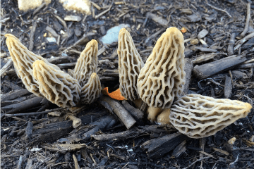wild_growing_morel_mushrooms