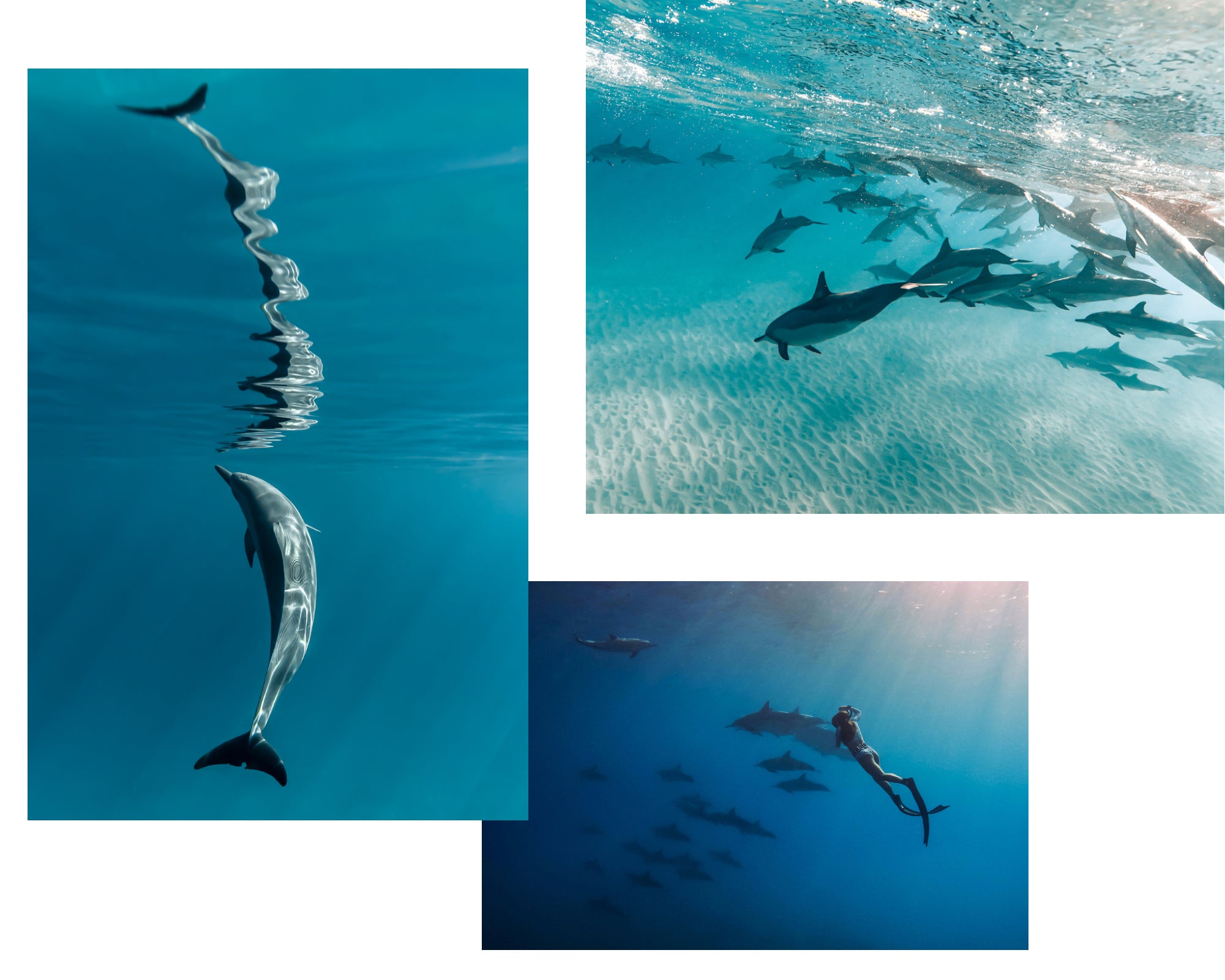Eri Ocean's underwater photography of dolphins in turquoise waters.