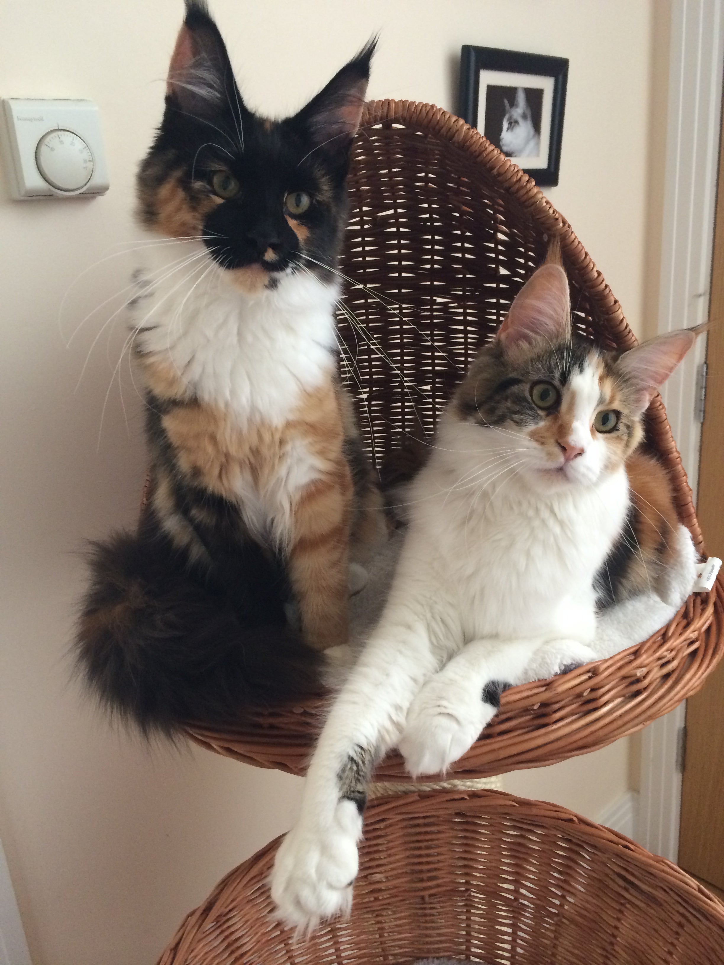 Maine Coon Cats sharing a cat scratching tower