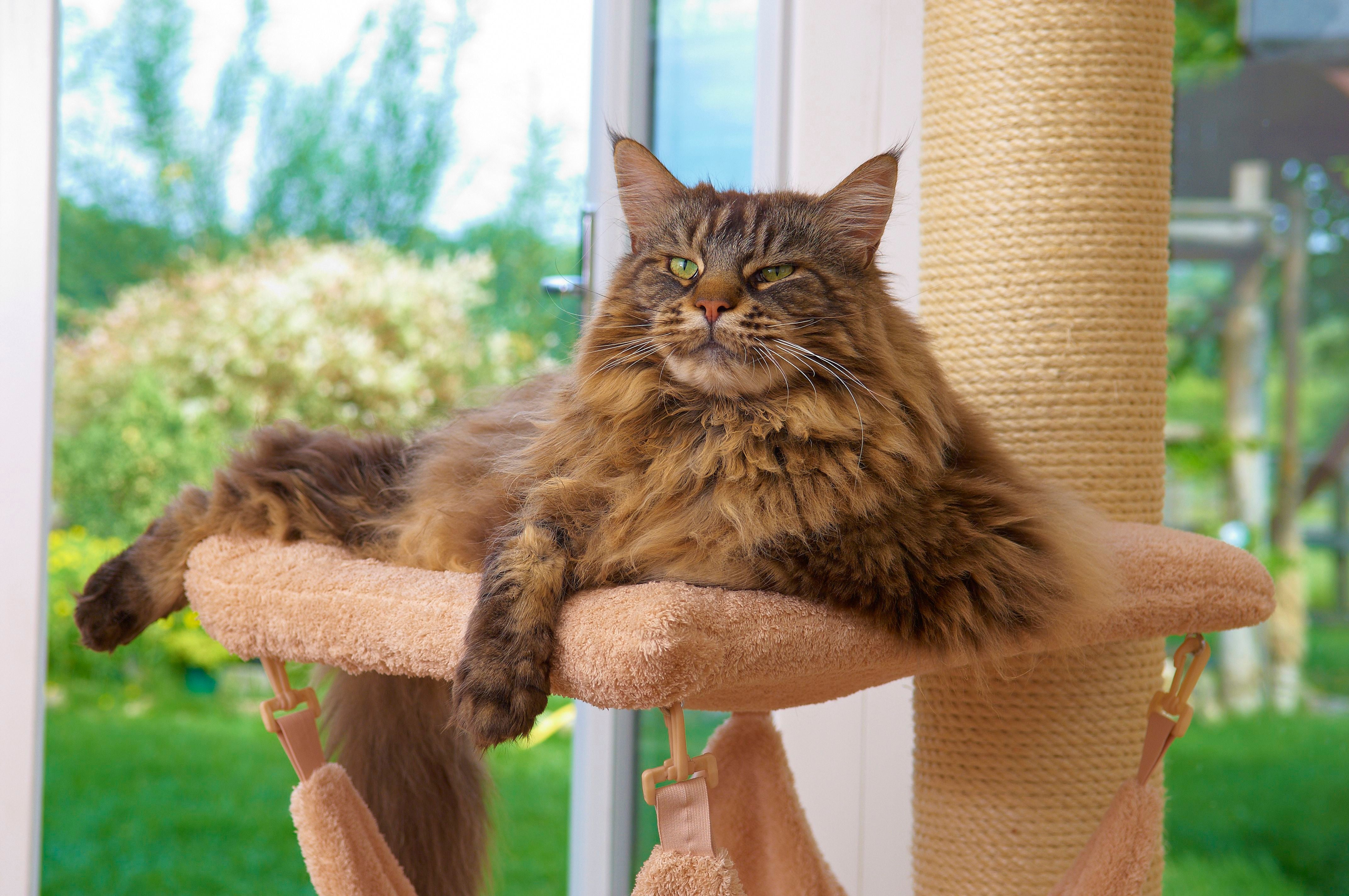 Large Maine Coon cat on cat scratching tower