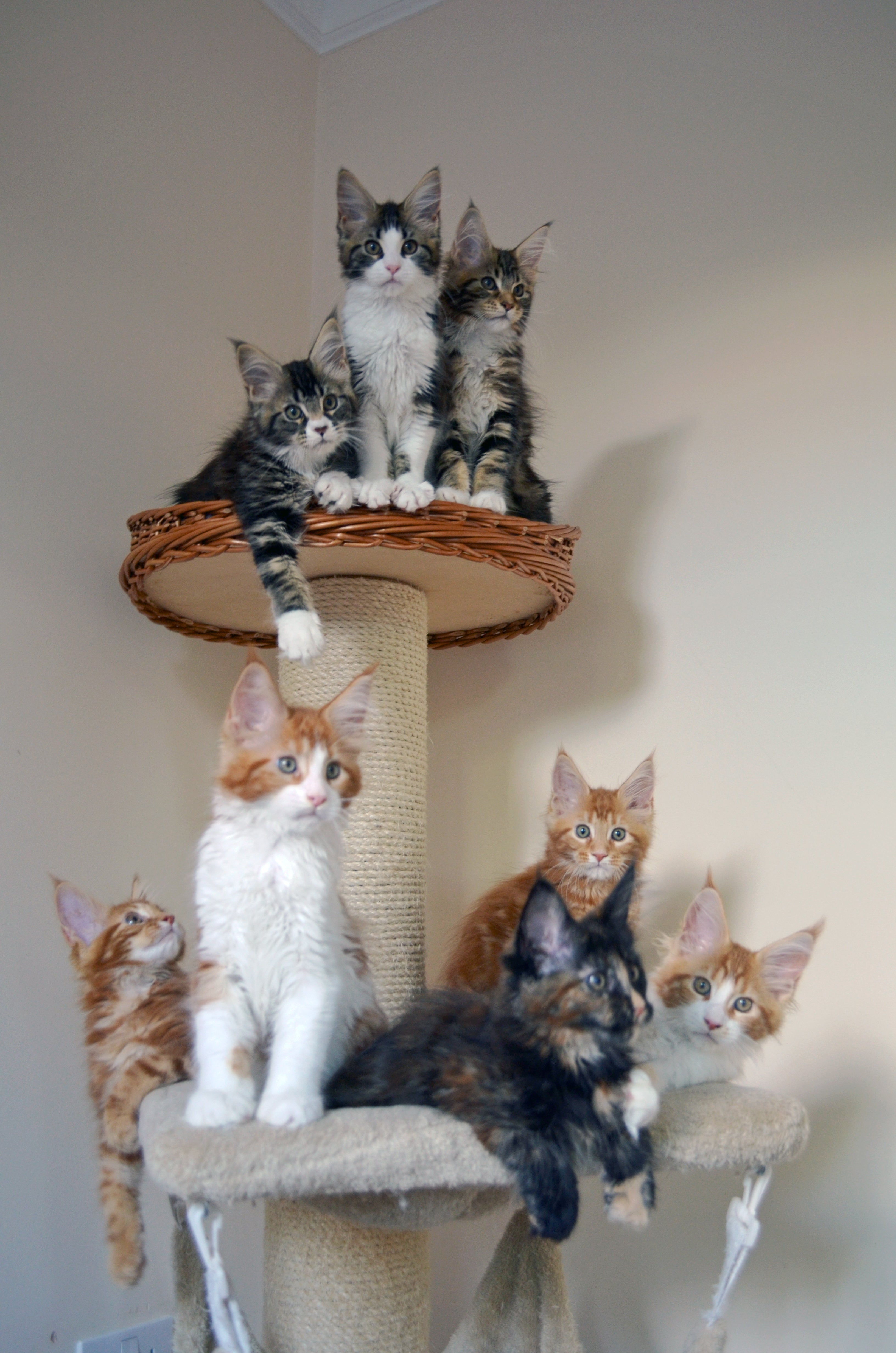 Kittens on a cat scratching tower