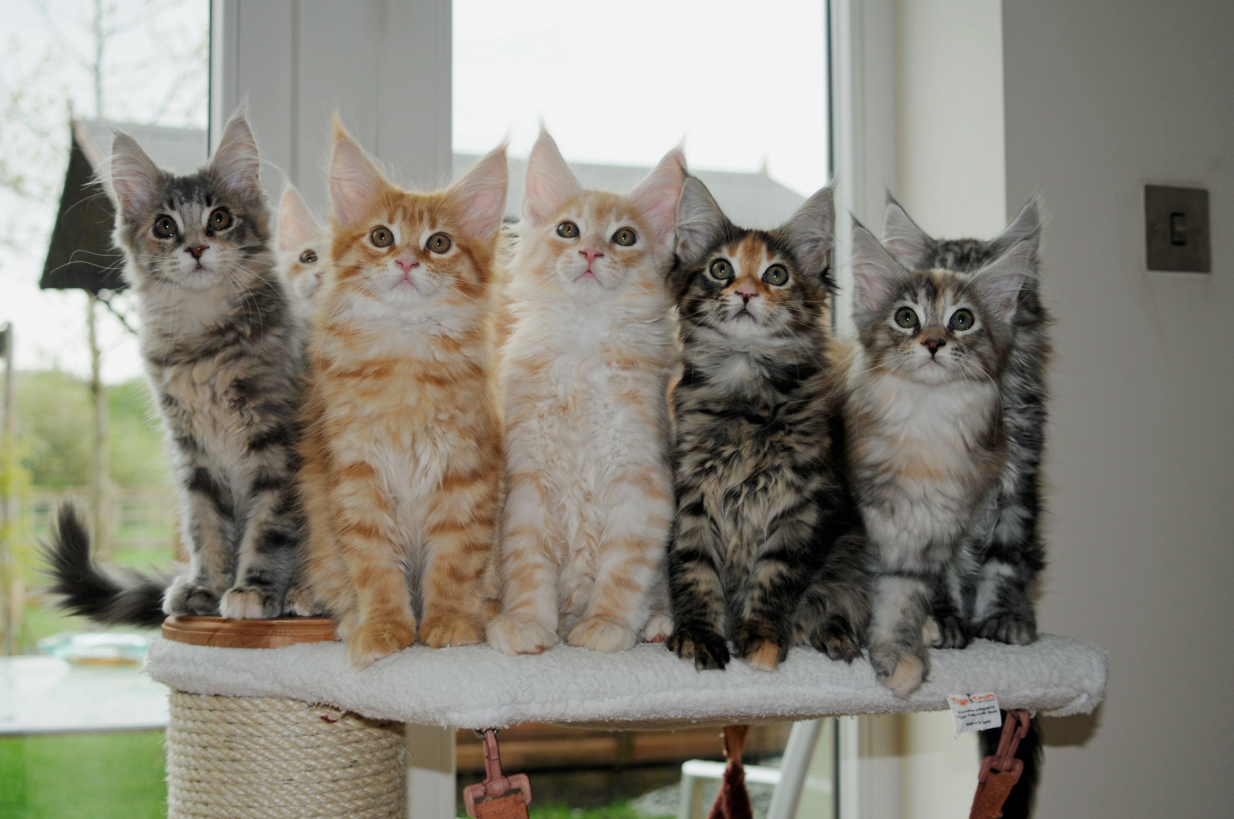 Kittens on a cat scratching tower