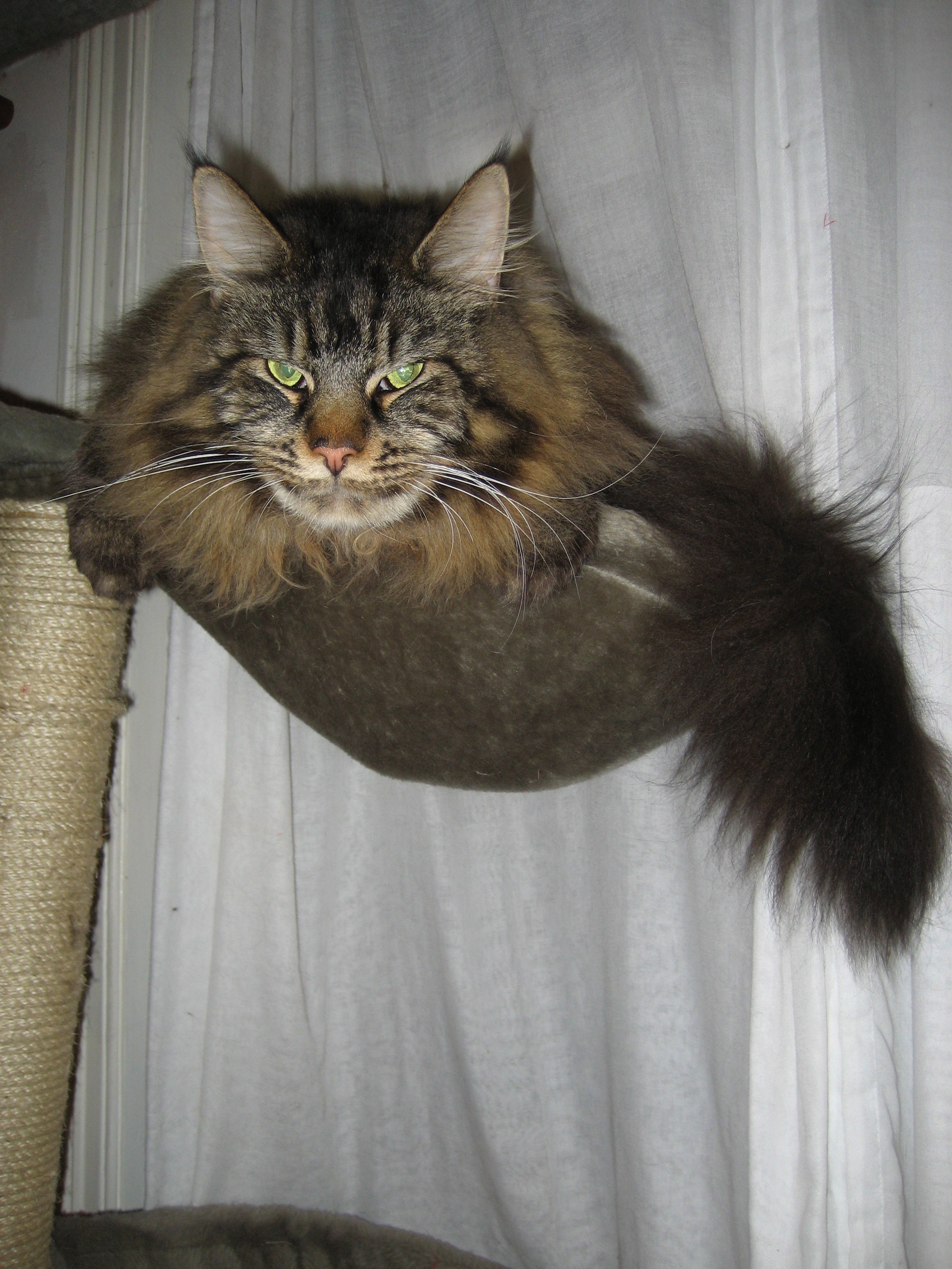 Basher on old cat scratching tower