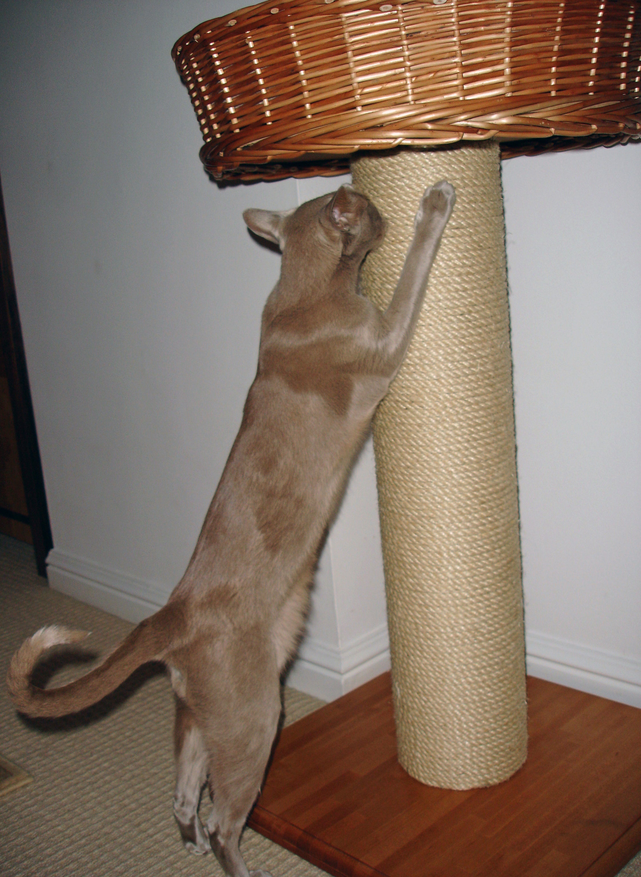 Cat Scratching a Pole