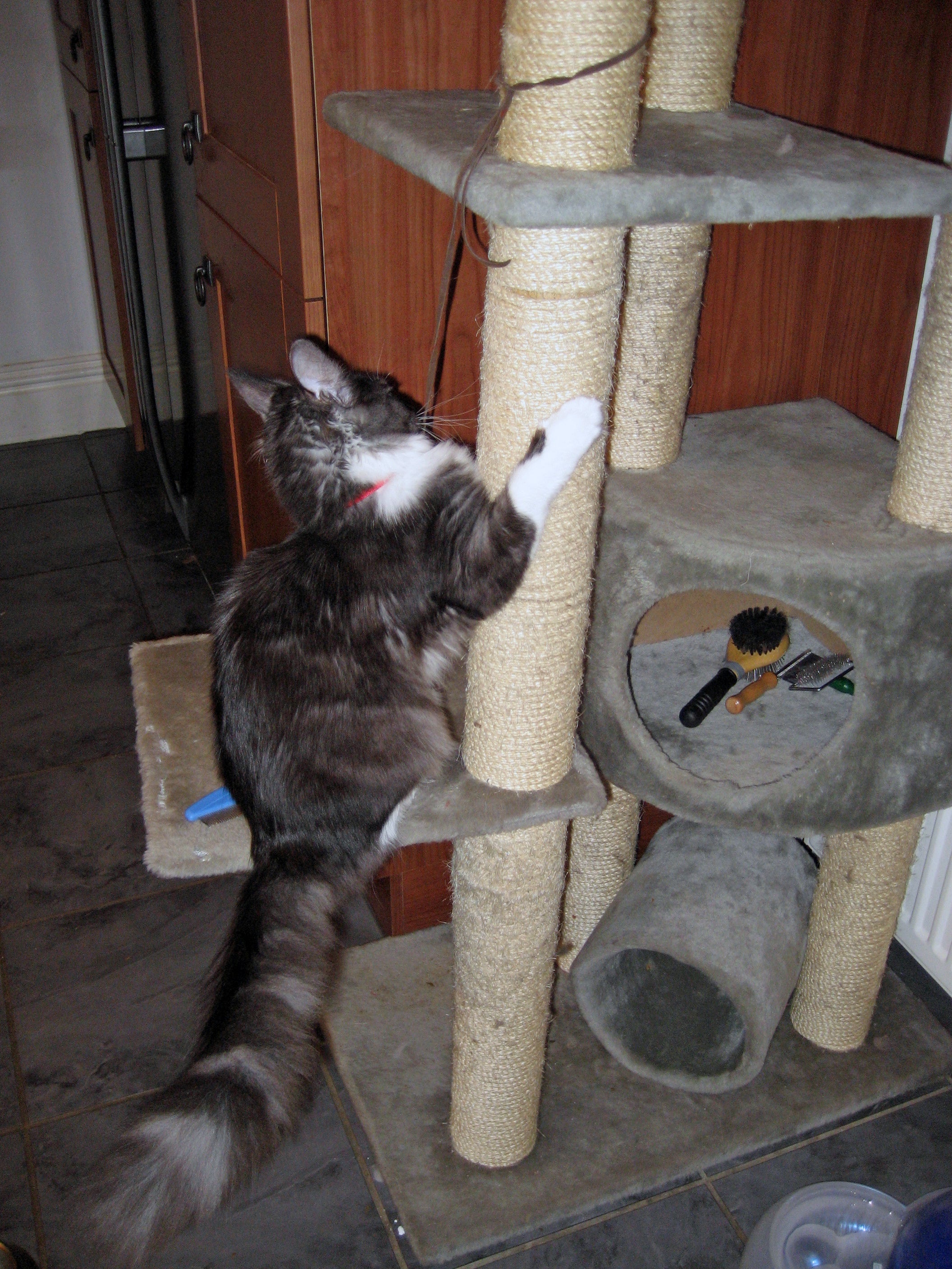 Sam's First Cat Scratching Tower