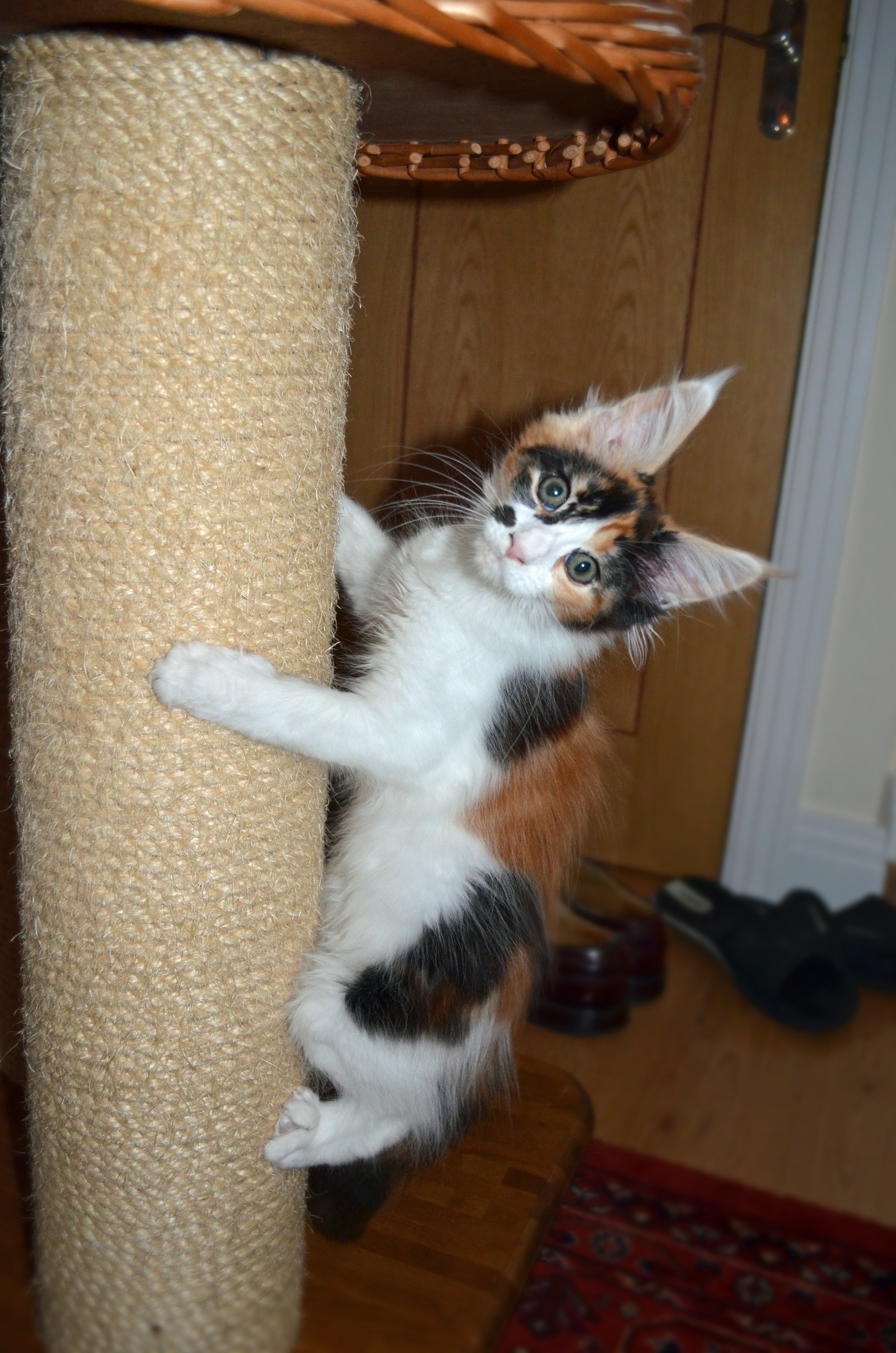 Kitten climbing scratching pole