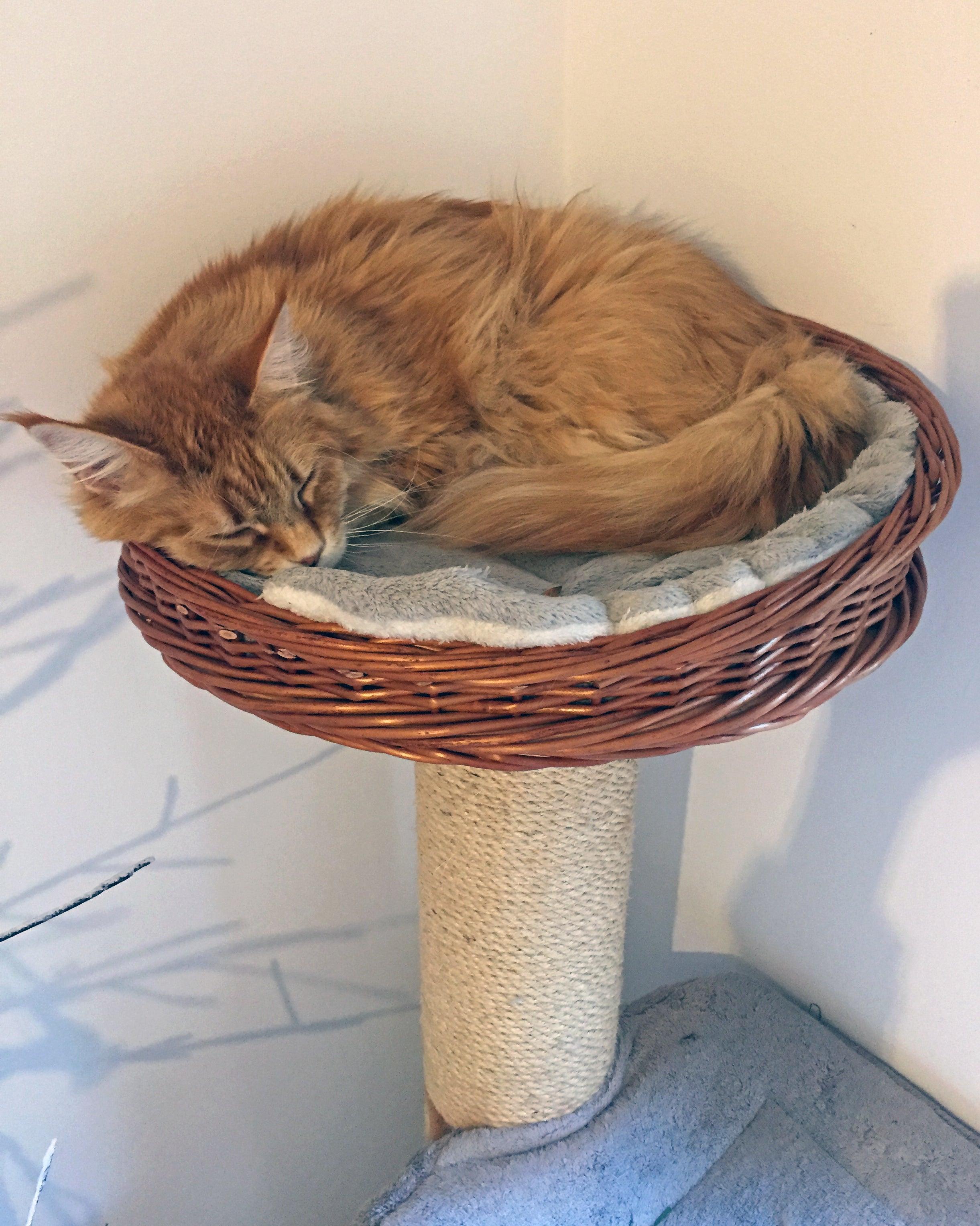 Cat curled up in a Round Wicker Basket