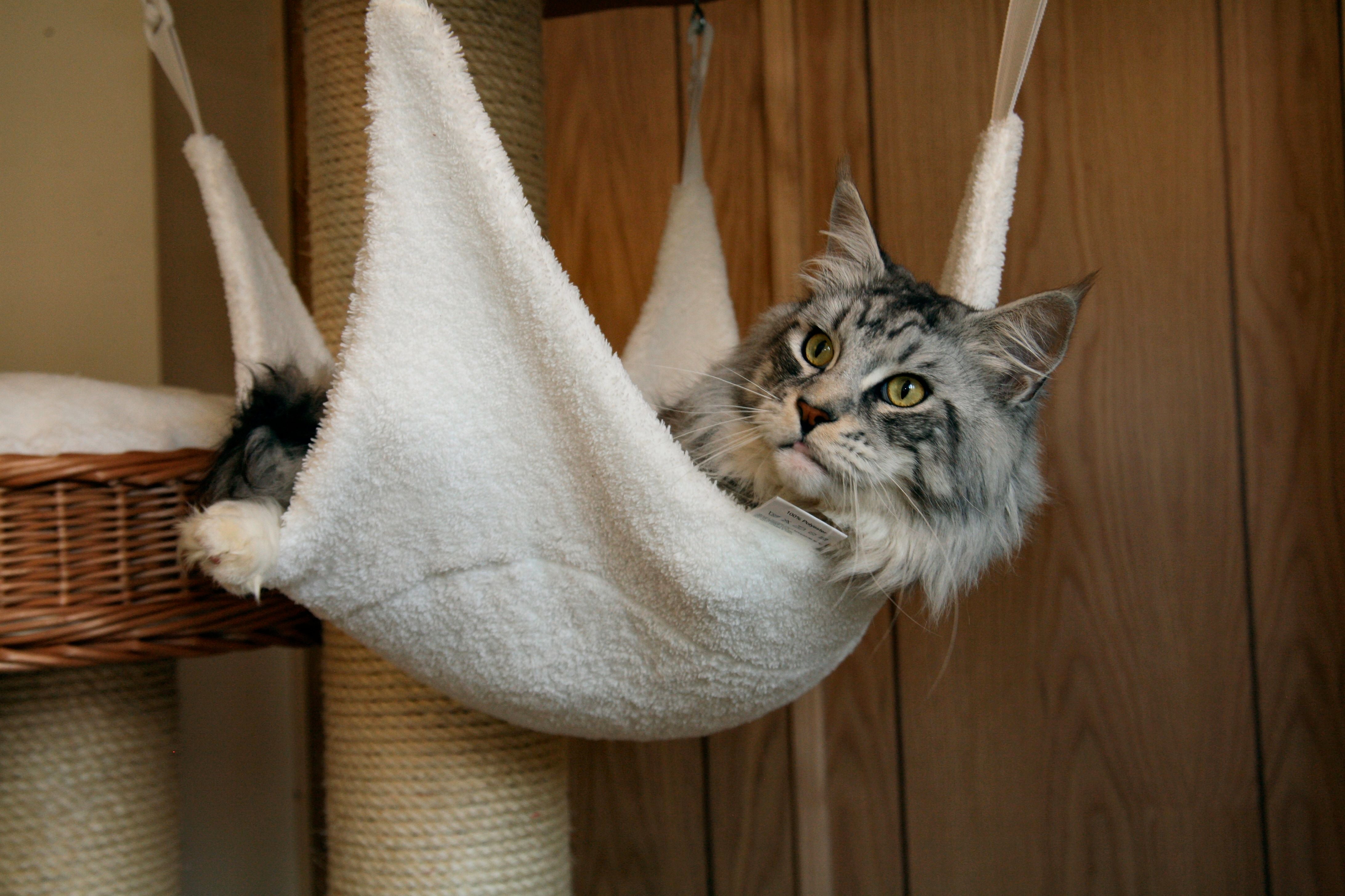 Maine Coon Cat in hammock