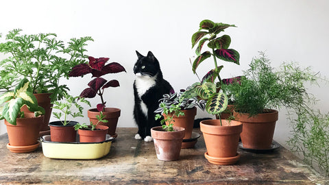 Cat and house plants