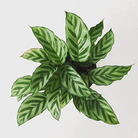 Concinna Freddie Calathea