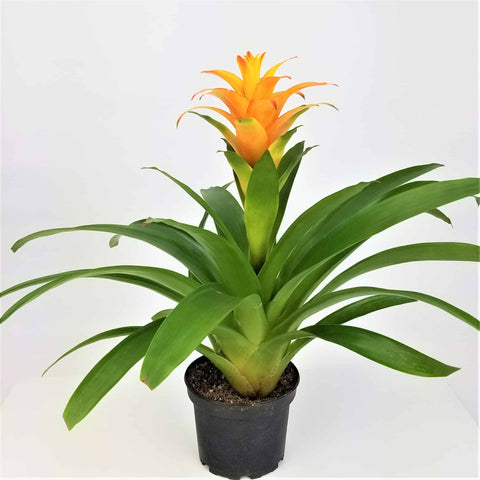 Bromeliad