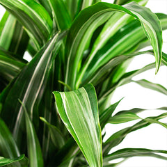 Dracaena Ulysses