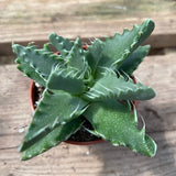 Tiger Jaw Faucarina Succulent