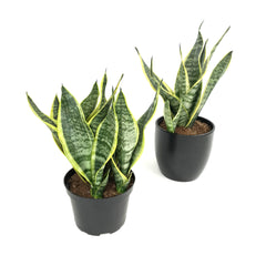 Superba Futura Sansevieria Snake Plant