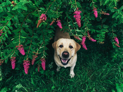 Dog with Plants