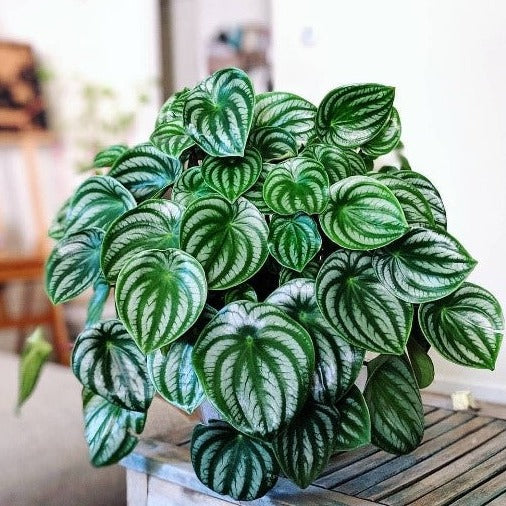 Watermelon Peperomia | Scrim's Florist