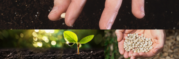 How to tell if your seeds are good or bad quality