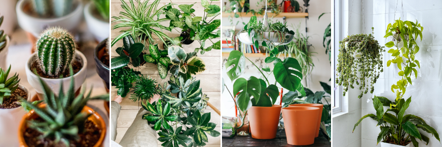 Houseplants that could get powdery mildew