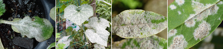 Images of Powdery Mildew