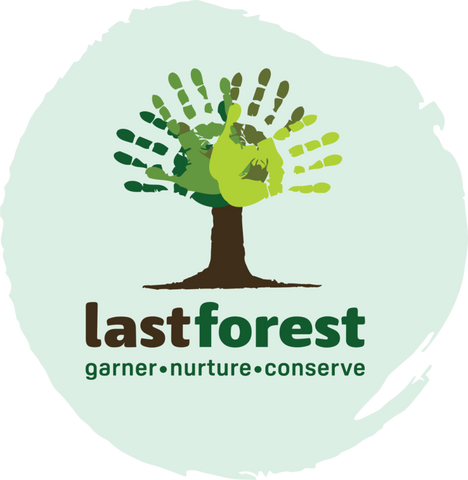 Last Forest | Bičių vaško lūpų balzamai iš Indijos - AurelijosSPA