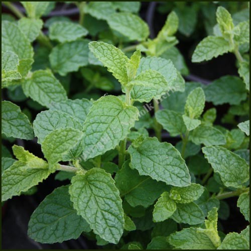 Mint описание. Мята Земляничная ( Mentha species Erdbeerminze). Мята Икс пиперита. Мята "Strawberry". Болезни мяты спиката.