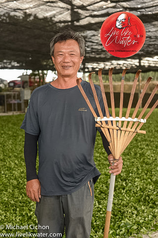 Taiwanese tea farmer from standing with a wooden rake in front of freshly picked leaves that are spead out on the floor behind him.