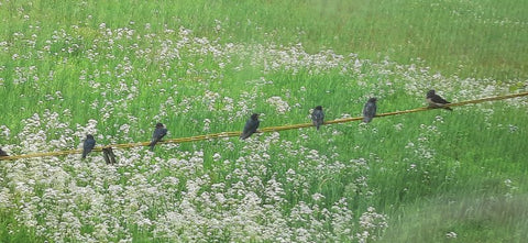 barn swallow perching