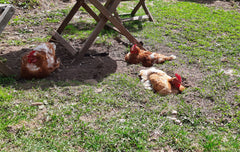Laying hens having a dust bath in the front yard.