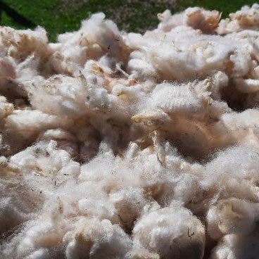 wool drying in the sun