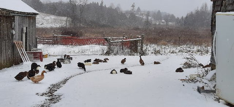 Tough ducks in snow
