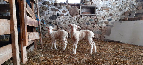 lambs taking a break from playing to look at the camera