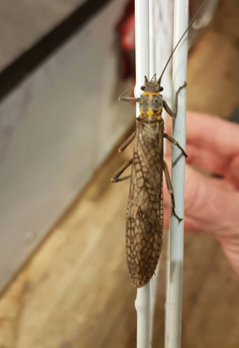 Stonefly, a cumbersome insect that needs highly oxygenated water to survive. Also a favourite food for many birds. 