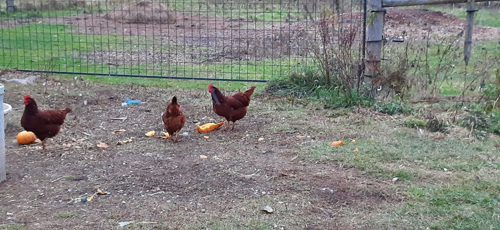 The poultry gets some treats of zucchini.