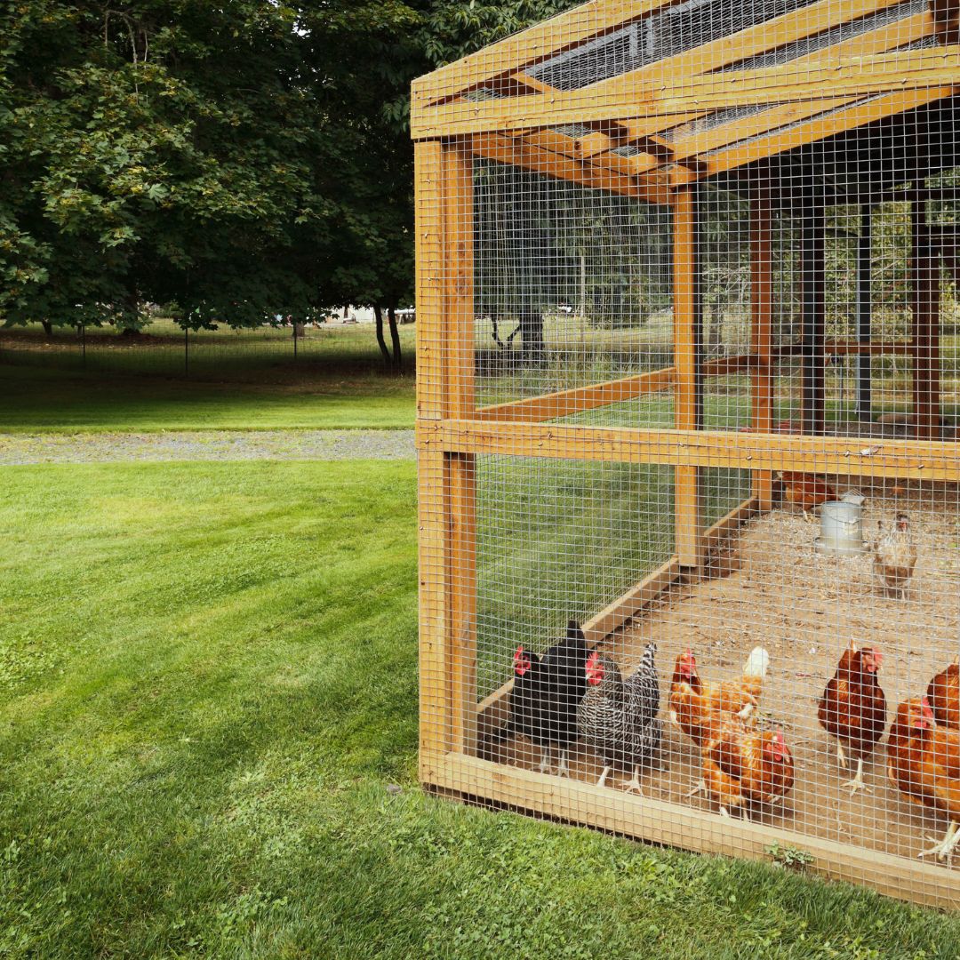 Chicken Coops