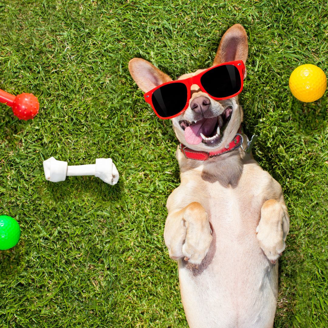 Interactive Games for Your Pup