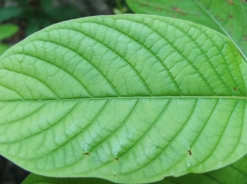 Green Malay Kratom Great